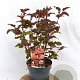 Physocarpus opulif. Lady in Red 30-50 cm 3,0L