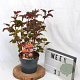 Physocarpus opulif. Lady in Red 30-50 cm 3,0L