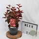 Physocarpus opulif. Little Angel 30-50 cm 3,0L