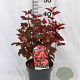 Physocarpus opulif. Little Angel 30-50 cm 3,0L