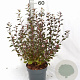 Physocarpus opulif. Little Joker 30-50 cm 3,0L