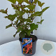 Physocarpus opulif. Magic Ball 30-40 cm 3,0L