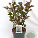 Physocarpus opulif. 'Red Baron' 30-50 cm 3,0L