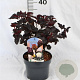 Physocarpus opulif. 'Rubella' 30-40 cm 3,0L
