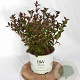 Physocarpus opulif. Tiny Wine 30-50 cm 3,0L