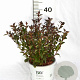 Physocarpus opulif. Tiny Wine 30-50 cm 3,0L