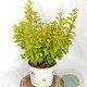 Physocarpus opulif. Tiny Wine Gold 30-50 cm 3,0L
