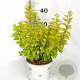 Physocarpus opulif. Tiny Wine Gold 30-50 cm 3,0L
