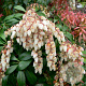 Pieris japonica 60-80 cm 20L