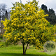 Acacia dealbata 400-450 cm draadkluit meerstammig