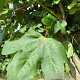 Acer campestre 'Green Column' 10-12 HO draadkluit