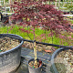 Acer pal. 'Dissectum Garnet' 50 cm stam container