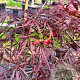 Acer pal. 'Dissectum Garnet' 50 cm stam container