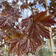Acer plat. 'Deborah' 10-12 HO container 