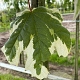 Acer plat. 'Drummondii' 12-14 HO draadkluit 3 X verplant