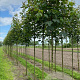 Acer pseudoplatanus 16-18 HO draadkluit 3 X verplant