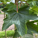 Acer pseudoplatanus 16-18 HO draadkluit 3 X verplant