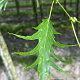 Alnus glutinosa 'Imperialis' 14-16 HO draadkluit 3 X verplant