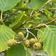 Alnus incana 18-20 HO draadkluit verplant