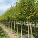 Alnus inc. 'Aurea' 12-14 HO draadkluit 3 X verplant