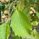 Alnus inc. 'Aurea' 12-14 HO draadkluit 3 X verplant