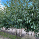 Alnus spaethii 450-500 cm draadkluit meerstammig