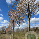 Amelanchier arborea 'Robin Hill' 8-10 HO draadkluit