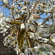 Amelanchier 'Ballerina' 175-200 cm draadkluit meerstammig