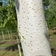 Betula pendula 18-20 HO draadkluit verplant