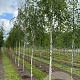 Betula p. 'Tristis' 14-16 HO draadkluit 3 X verplant