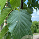 Betula albosin. 'Fascination' 14-16 HO draadkluit 3 X verplant