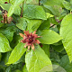 Calycanthus floridus 175-200 cm draadkluit meerstammig
