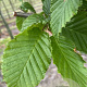 Carpinus betulus 14-16 HO draadkluit 3 X verplant