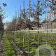 Carpinus betulus 16-18 HO draadkluit 3 X verplant