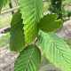 Carpinus bet. Rockhampton Red 18-20 HO draadkluit verplant