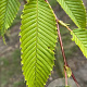 Carpinus japonica 6-8 cm draadkluit geveerd