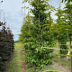 Carpinus japonica 6-8 cm draadkluit geveerd