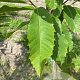 Castanea sativa 12-14 HO draadkluit 3 X verplant