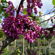 Cercis siliquastrum 125-150 cm container struik