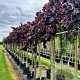 Corylus a. Purple Umbrella 12-14 HO container