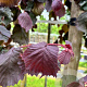 Corylus a. Purple Umbrella 12-14 HO container
