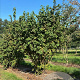 Corylus a. 'Scooter' 175-200 cm draadkluit meerstammig