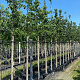 Corylus colurna 14-16 HO container