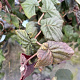 Corylus 'Red Majestic' 60-80 cm container struik C18