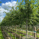 Crataegus monogyna 16-18 HO draadkluit 3 X verplant