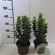 Euonymus jap. 'Green Spire' 20-30 cm 2,0L