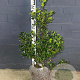 Ilex aquifolium 60-80 cm met kluit