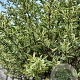 Ligustrum j. 'Silver Star' 8-10 cm container