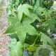Liquidambar styraciflua 18-20 HO draadkluit verplant
