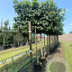 Liquidambar styraciflua 18-20 HO container leiboom